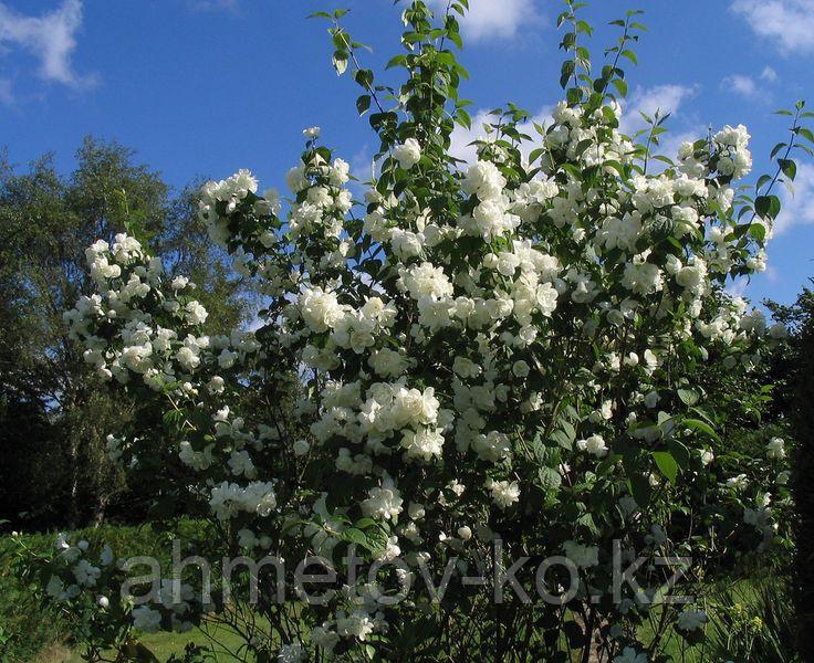 Чубушник (жасмин) С5 (горшок - 5 литров) 80-100 см венечный ( Philadelphus coronarius ) - фото 2 - id-p106083186