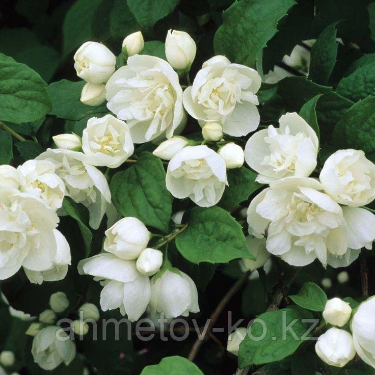 Чубушник (жасмин) С5 (горшок - 5 литров) 80-100 см венечный ( Philadelphus coronarius ) - фото 5 - id-p106083186