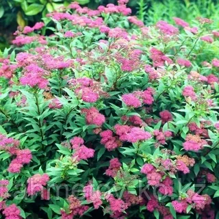 Спирея японская С3 (горшок - 3 литра) 20-40 см Фробели (Spiraea japonica 'Froebelii') - фото 2 - id-p106083187