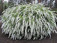 Спирея серая Грефшейм С5 (горшок - 5 литров) 40-60 см (Spiraea cinerea 'Grefsheim' )