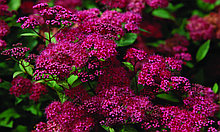 Спирея японская С3 (горшок - 3 литра) 60-80 см Антони Ватерер (Spiraea japonica 'Anthony Waterer" )