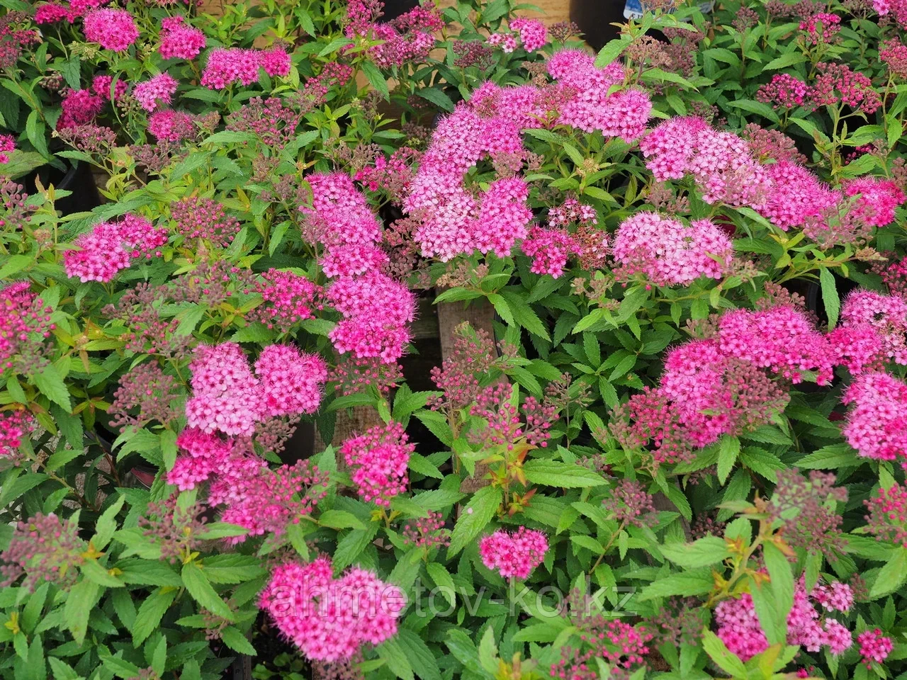 Спирея японская С3 (горшок - 3 литра) 20-40 см Антони Ватерер (Spiraea japonica 'Anthony Waterer" ) - фото 2 - id-p106083190