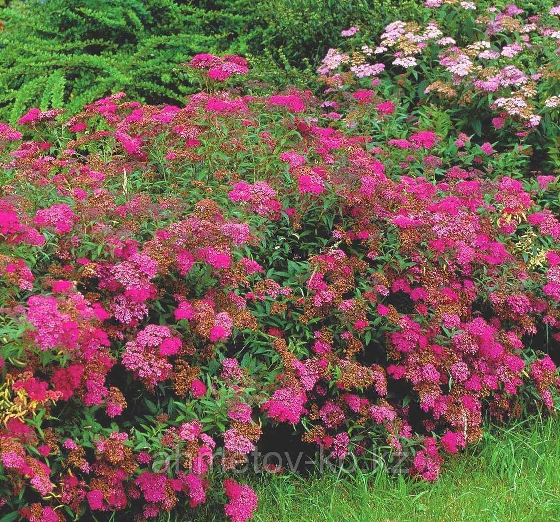 Спирея японская С3 (горшок - 3 литра) 20-40 см Антони Ватерер (Spiraea japonica 'Anthony Waterer" ) - фото 3 - id-p106083190