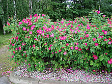 Роза морщинистая С5 (горшок - 5 литров)60-100 см Рубра ( Rosa rugosa 'Rubra" )