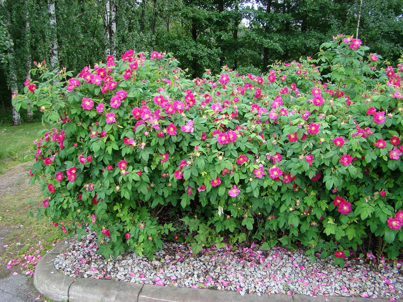 Роза морщинистая С5 (горшок - 5 литров)60-80 см Рубра ( Rosa rugosa 'Rubra" ) - фото 1 - id-p106083191