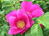 Роза морщинистая  С5 (горшок - 5 литров)60-100 см Рубра ( Rosa rugosa 'Rubra" ), фото 4