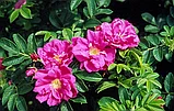 Роза морщинистая  С5 (горшок - 5 литров)60-100 см Рубра ( Rosa rugosa 'Rubra" ), фото 5