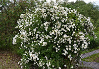 Роза морщинистая С5 50-80 см Альба ( Rosa rugosa 'Alba')
