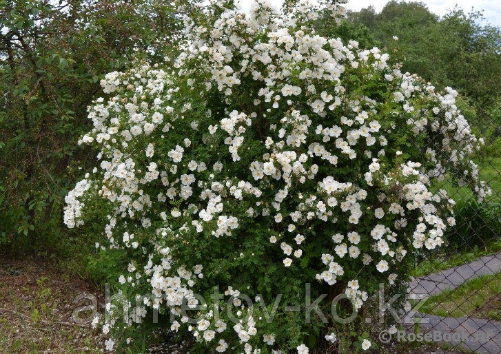 Роза морщинистая С5 50-80 см Альба ( Rosa rugosa 'Alba') - фото 1 - id-p106083193