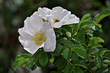 Роза морщинистая С5 50-80 см Альба ( Rosa rugosa 'Alba'), фото 3