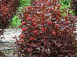 Пузыреплодник калинолистный  С5 .60-80 см Ред Барон (Physocarpus opulifolius 'Red Baron'), фото 4