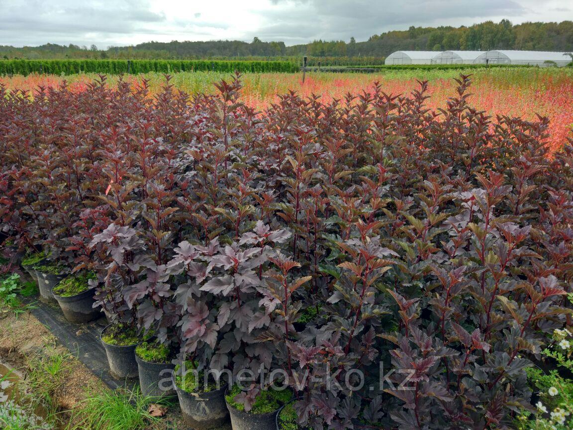 Пузыреплодник калинолистный Ред Барон С3 40-60 см (Physocarpus opulifolius 'Red Baron')