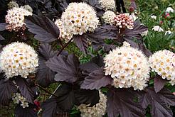 Пузыреплодник калинолистный С5 50-60 см Диаболо (Physocarpus opulifolius 'Diabolo')