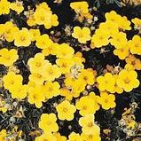 Лапчатка кустарниковая желтая (Potentilla fruticosa) С3 30-50 см, фото 2