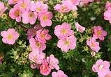 Лапчатка кустарниковая желтая (Potentilla fruticosa) С3 30-50 см, фото 4