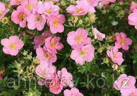 Лапчатка кустарниковая (Potentilla fruticosa) желтая,розовая,красная С1,5 30-50 см - фото 4 - id-p106083199