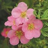 Лапчатка кустарниковая желтая (Potentilla fruticosa) С3 30-50 см, фото 5