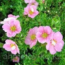 Лапчатка кустарниковая (Potentilla fruticosa) желтая,розовая,красная С1,5 30-50 см - фото 6 - id-p106083199