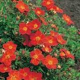 Лапчатка кустарниковая желтая (Potentilla fruticosa) С3 30-50 см, фото 7