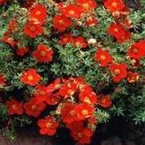 Лапчатка кустарниковая желтая (Potentilla fruticosa) С3 30-50 см, фото 8