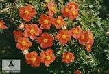 Лапчатка кустарниковая желтая (Potentilla fruticosa) С3 30-50 см, фото 9