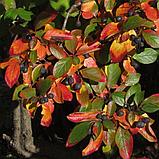 Кизильник блестящий С3 (горшок - 3 литра) 60-80 см (Cotoneaster lucidus), фото 4