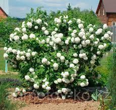 Калина бульденеж С3 30-50 см Viburnum opulus 'Roseum' - фото 3 - id-p106083206