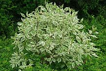 Дерен белый С5 (горшок - 5 литров) 60-80 см Элегантиссима (Cornus alba 'Elegantissima')