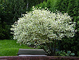 Дерен белый С5 (горшок - 5 литров) 100-120 см Элегантиссима (Cornus alba 'Elegantissima'), фото 4