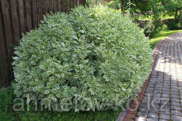 Дерен белый С5 (горшок - 5 литров) 100-120 см сибирский (Cornus alba sibirica ) - фото 1 - id-p106083209