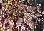 Дерен белый сибирский (Cornus alba Sibirica) С5 60-80 см, фото 3