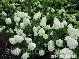 Гортензия метельчатая С5 (горшок - 5 литров) 50-70 см Полар Бир (Hydrangea Polar Bir')