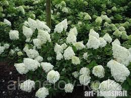 Гортензия метельчатая  С5 (горшок - 5 литров) 50-70 см Полар Бир (Hydrangea Polar Bir')