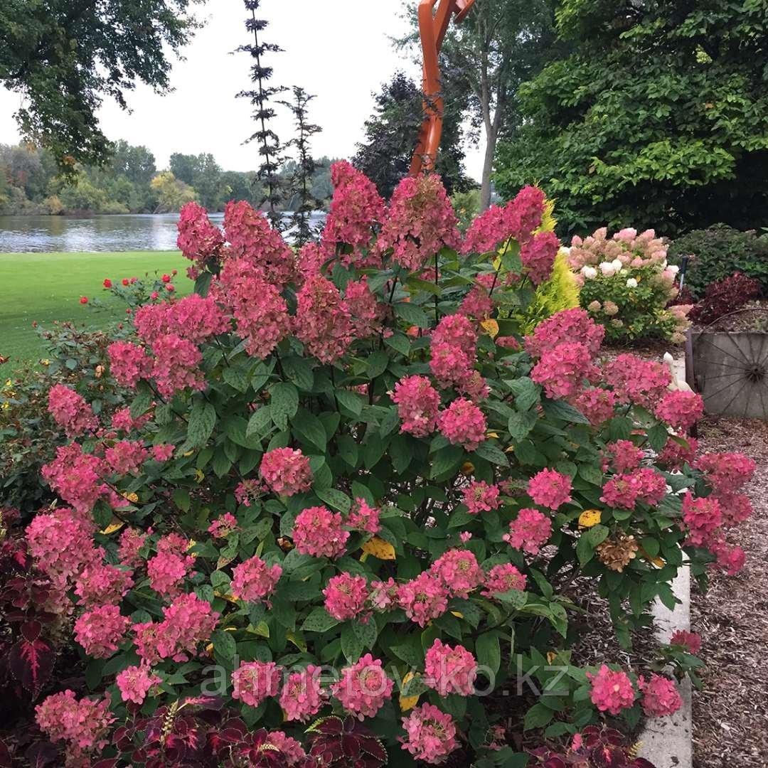Гортензия метельчатая Вимс Ред (Hydrangea paniculata Wim's Red) С5 (горшок - 5 литров) 30-40 см