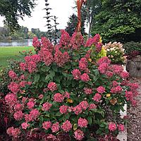 Гортензия метельчатая  Вимс Ред  (Hydrangea paniculata Wim's Red) С5 (горшок - 5 литров) 30-40 см