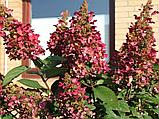Гортензия метельчатая  Вимс Ред  (Hydrangea paniculata Wim's Red) С5 (горшок - 5 литров) 30-40 см, фото 3