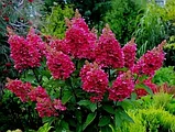 Гортензия метельчатая  Вимс Ред  (Hydrangea paniculata Wim's Red) С5 (горшок - 5 литров) 30-40 см, фото 4