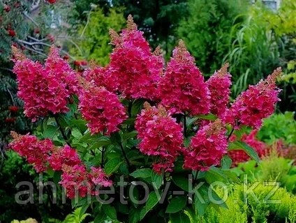 Гортензия метельчатая С5 (горшок - 5 литров) 30-40 см Вимс Ред (Hydrangea paniculata Wim's Red) - фото 3 - id-p106083213