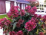 Гортензия метельчатая  Вимс Ред  (Hydrangea paniculata Wim's Red) С5 (горшок - 5 литров) 30-40 см, фото 5