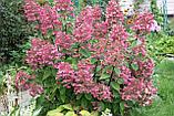 Гортензия метельчатая  Вимс Ред  (Hydrangea paniculata Wim's Red) С5 (горшок - 5 литров) 30-40 см, фото 6