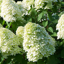 Гортензия метельчатая С5 (горшок - 5 литров) 40-50 см Лаймлайт (Hydrangea paniculata Limelight )