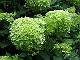 Гортензия метельчатая Лаймлайт (Hydrangea paniculata Limelight ) С3 (горшок - 3 литра) 40-60 см, фото 2