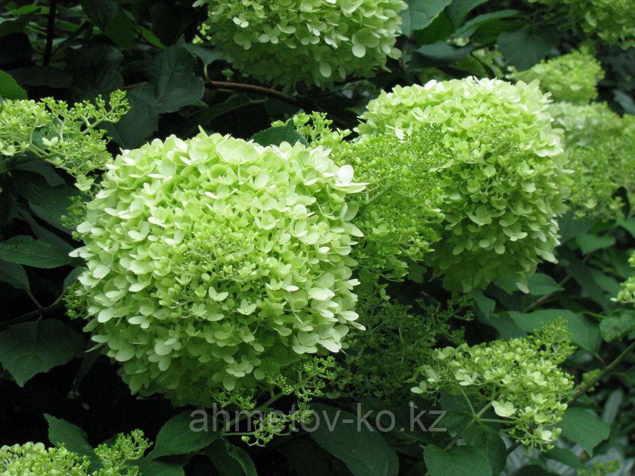 Гортензия метельчатая С5 (горшок - 5 литров) 40-50 см Лаймлайт (Hydrangea paniculata Limelight ) - фото 2 - id-p106083214