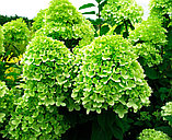 Гортензия метельчатая Лаймлайт (Hydrangea paniculata Limelight ) С3 (горшок - 3 литра) 40-60 см, фото 3