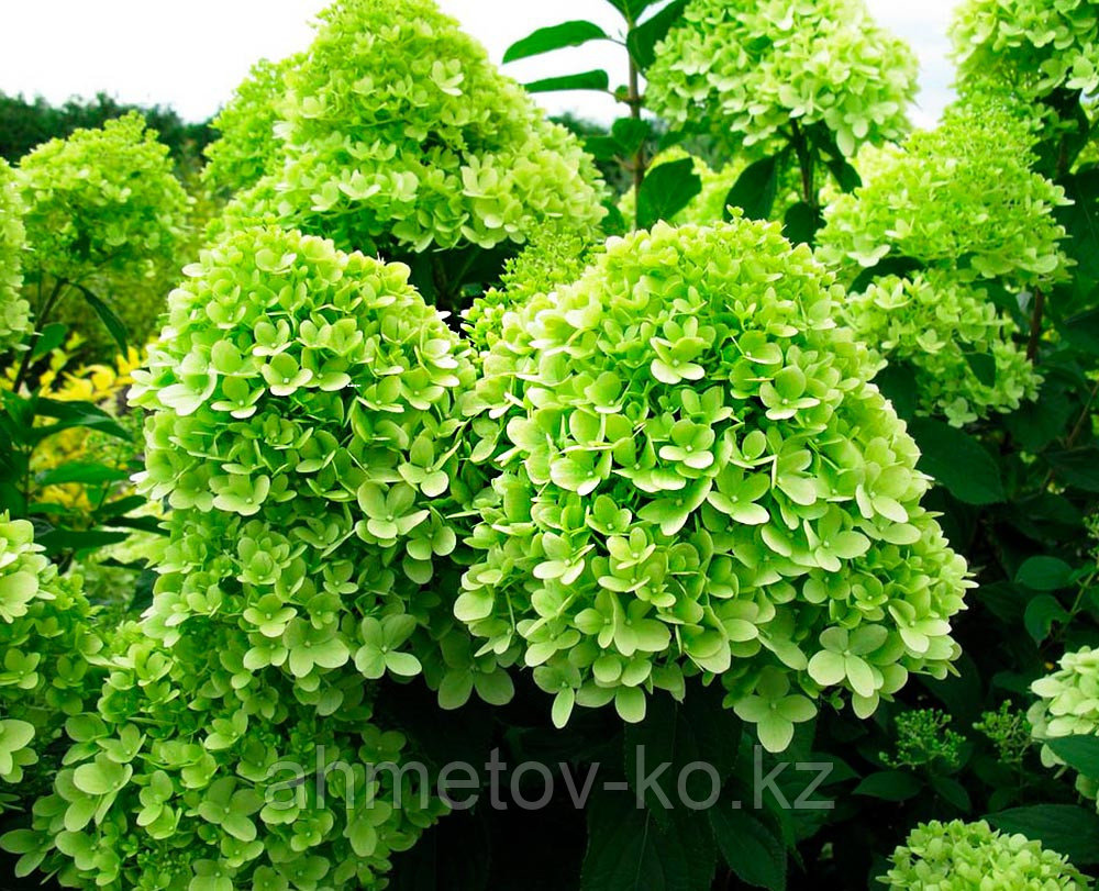 Гортензия метельчатая С5 (горшок - 5 литров) 40-50 см Лаймлайт (Hydrangea paniculata Limelight ) - фото 3 - id-p106083214