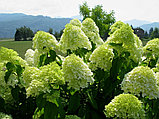 Гортензия метельчатая Лаймлайт (Hydrangea paniculata Limelight ) С3 (горшок - 3 литра) 40-60 см, фото 5