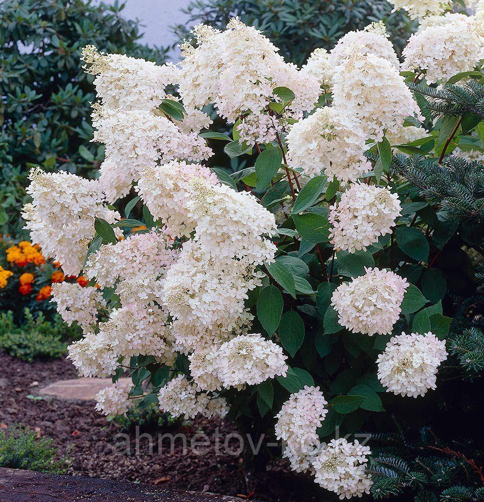 Гортензия метельчатая С5 40-50см (горшок - 5 литров) Грандифлора (Hydrangea paniculata'Grandiflora") - фото 2 - id-p106083215