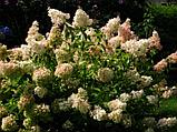 Гортензия метельчатая С5 30-40см (горшок - 5 литров) Грандифлора (Hydrangea paniculata'Grandiflora"), фото 3