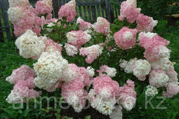 Гортензия метельчатая ( Ванила Фрайз) розовая С5 30-40см