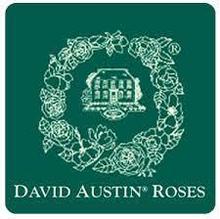 Розы английские David Austin